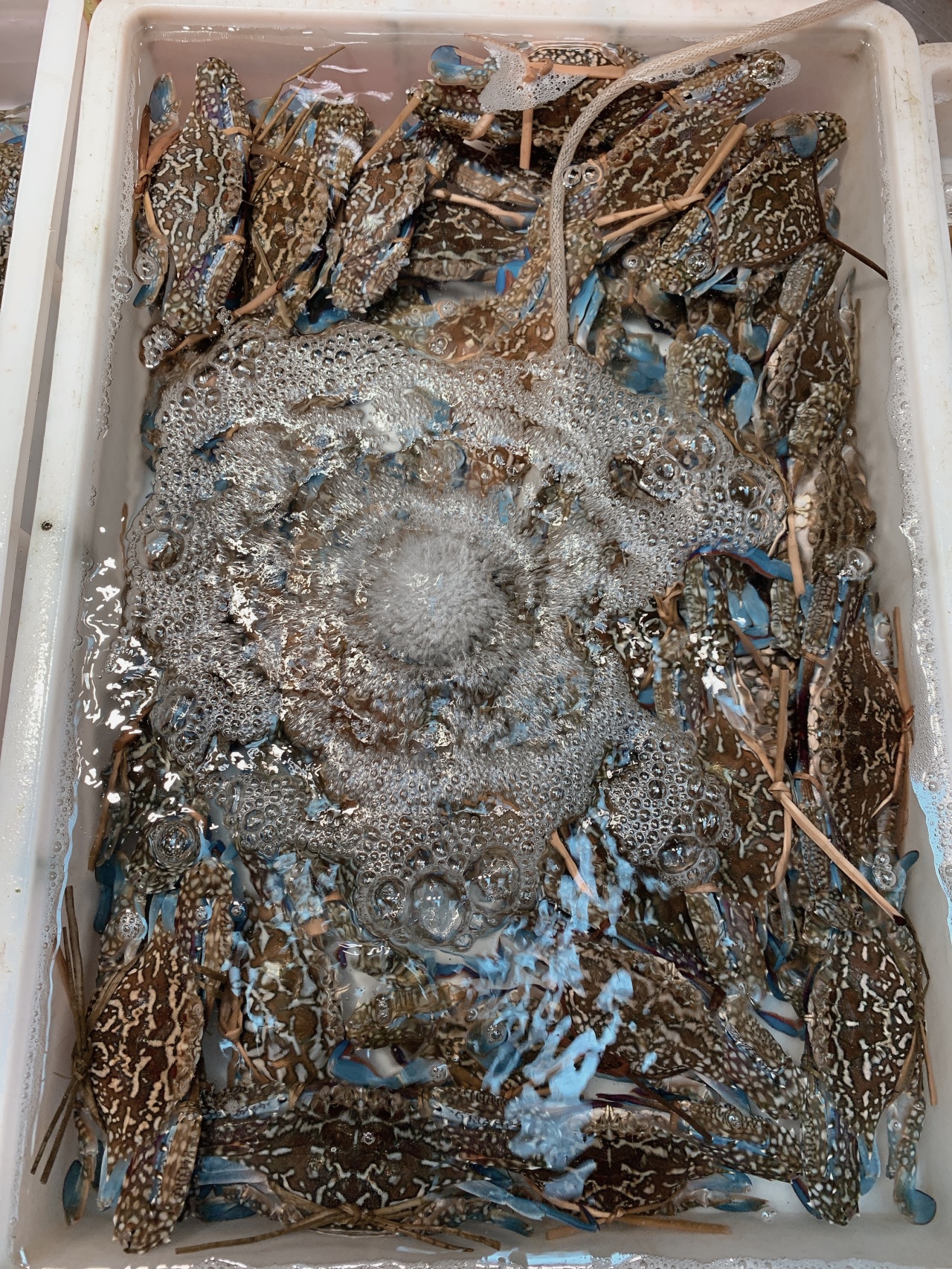 去北海在哪里买海鲜比较划算,北海的海鲜便宜还是防城港的便宜