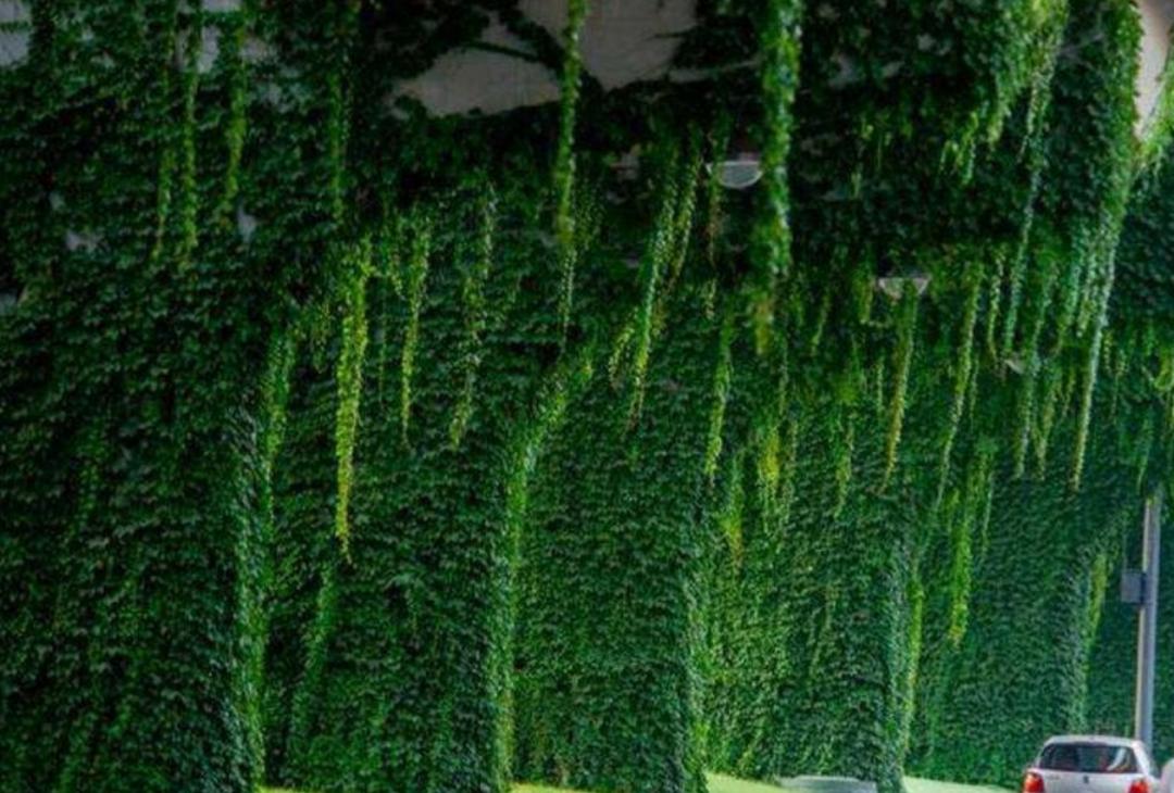 高架桥上为什么只种爬山虎,为啥高架桥要种满爬山虎