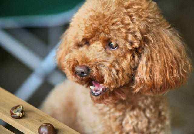 选购贵宾犬要注意什么,贵宾犬好养吗贵宾犬饲养注意事项