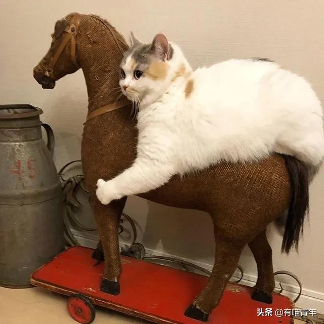 漂亮的三花猫欣赏,最迷人的三花猫