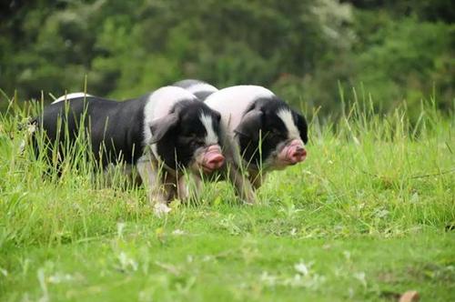 明朝朱是国姓吗,明朝朱姓为什么被灭族