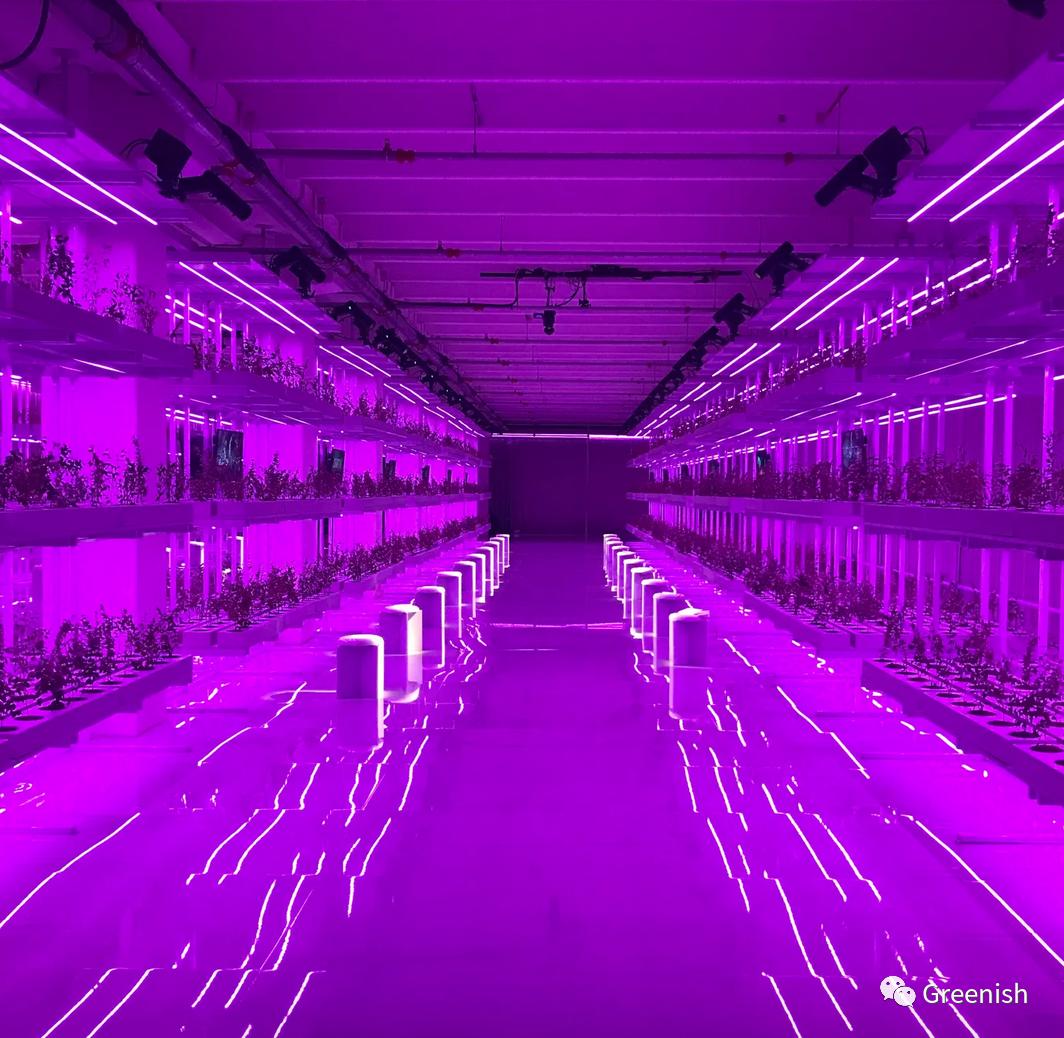 真香!用蘑菇做皮包,爱马仕你赢了