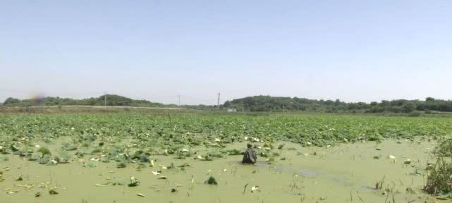 池塘来了入侵者,鱼塘来了不速之客