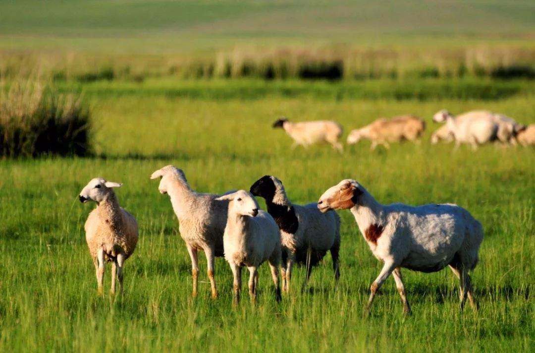 北方过年都吃什么文字图文,北方人过年吃什么美食