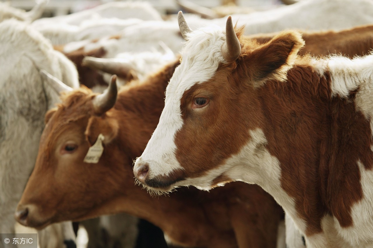 活牛运输应激综合症已成肉牛最大杀手!如何解决?