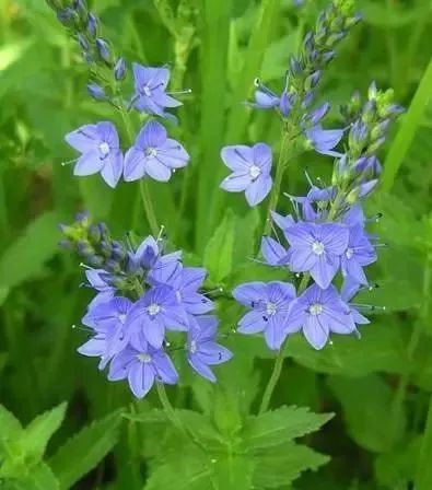岩石花园景区,岩石园常用花卉