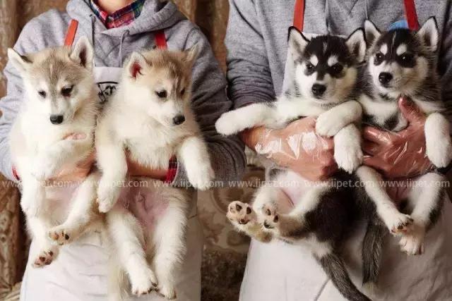 宠物经济新方向“萌宠频道”幕后操盘手ALEX