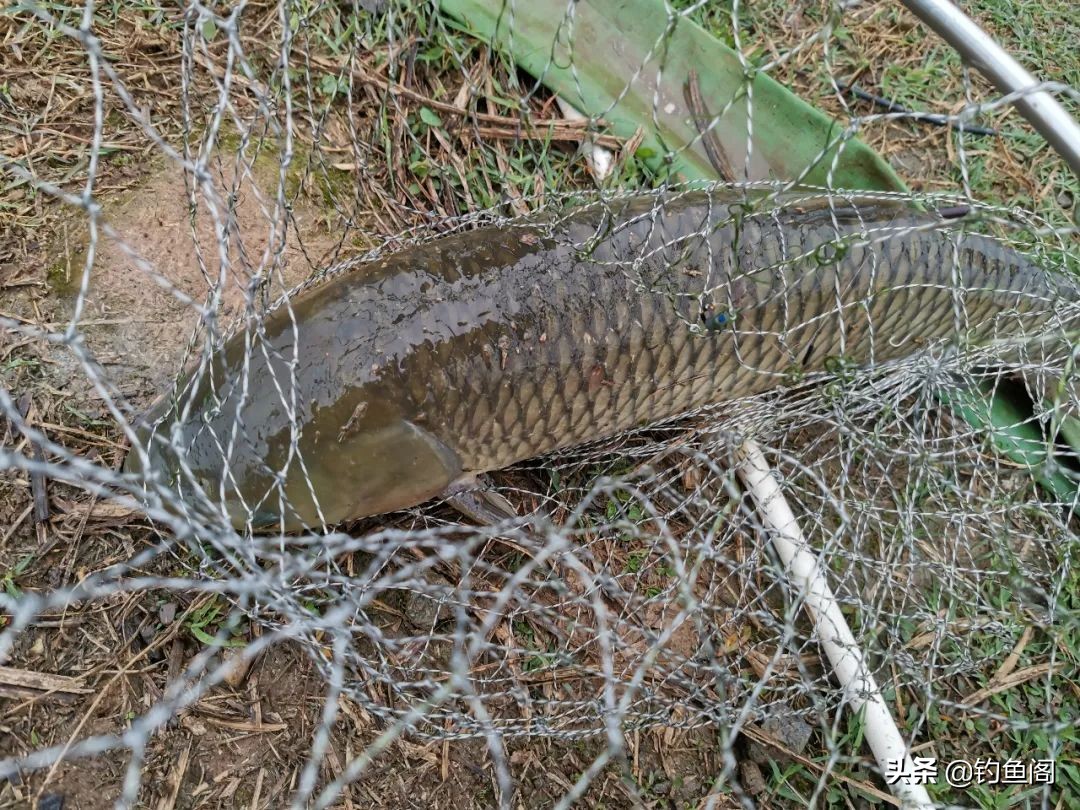 野生草鱼打窝用什么饵料,野生大草鱼怎么钓
