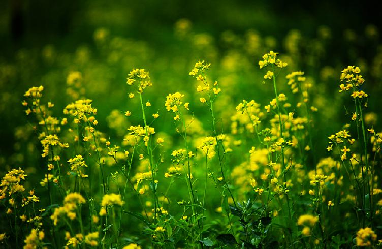 扎赉诺尔百年矿山,扎赉诺尔露天矿景区