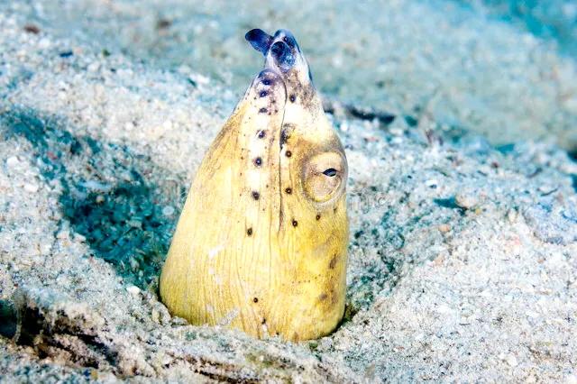 带你们看一下神奇的海底世界,高清60帧海底世界