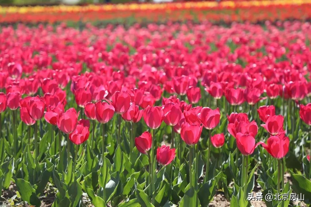 房山区长阳公园郁金香花,房山长阳公园郁金香花开了吗
