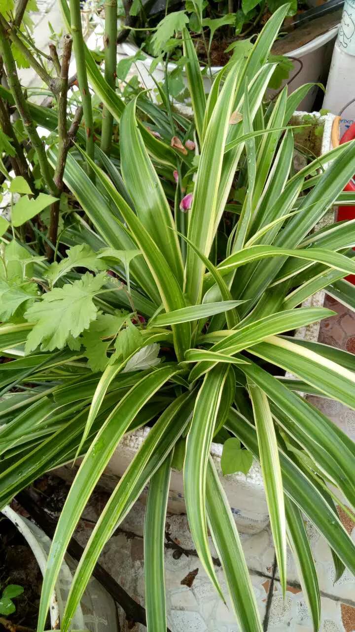 苏州购房心得,我在苏州购房历程记录