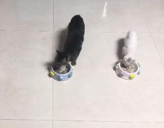 流浪猫被救助后特别黏主人,流浪猫粘鼠板救助