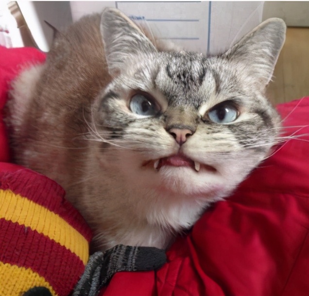 老北京流行的黑话,北京最全的黑话