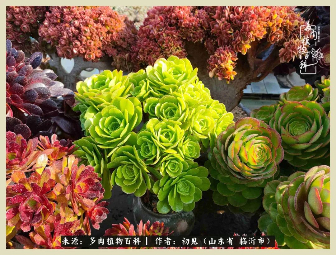 和多肉植物相伴,和多肉相处的心情