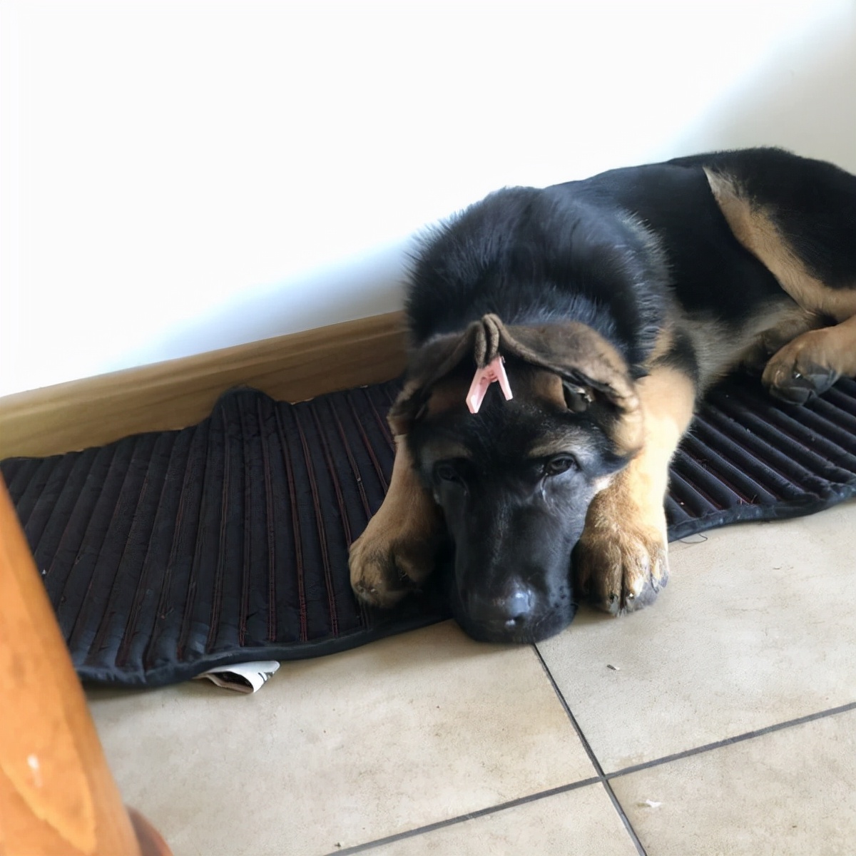 德国牧羊犬乱咬,边境牧羊犬挑食怎么办