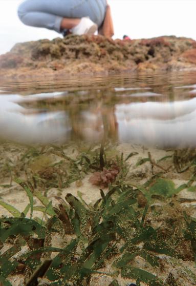 你以为人鱼都美的惊心动魄？那你是没有见过丑的！