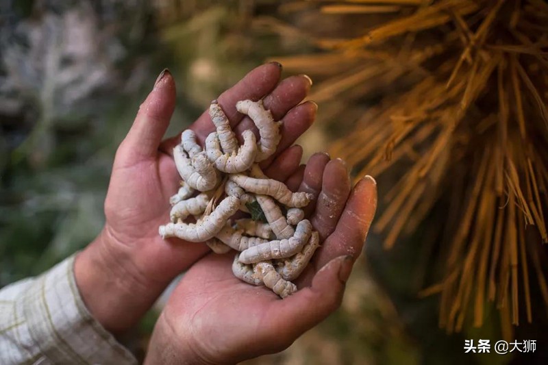 古人门前不种桑树,古人不让种桑树