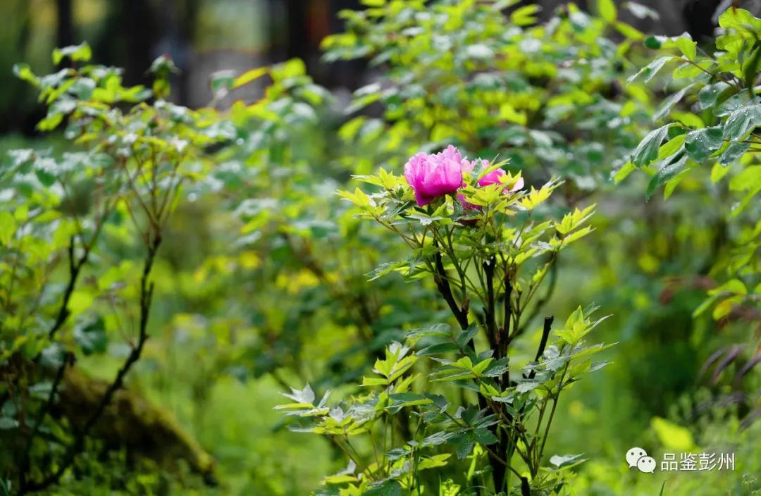 牡丹花开惹人醉鸟语花香,牡丹花开国色天香惹人醉