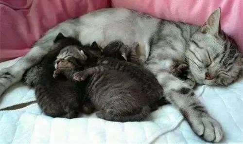 猫咪的产后养护及问题处理,猫咪生产后排恶露大概排几天