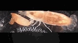 「科普」这种小虾能“袭击”军舰，我们成功缴获了它的*器武**