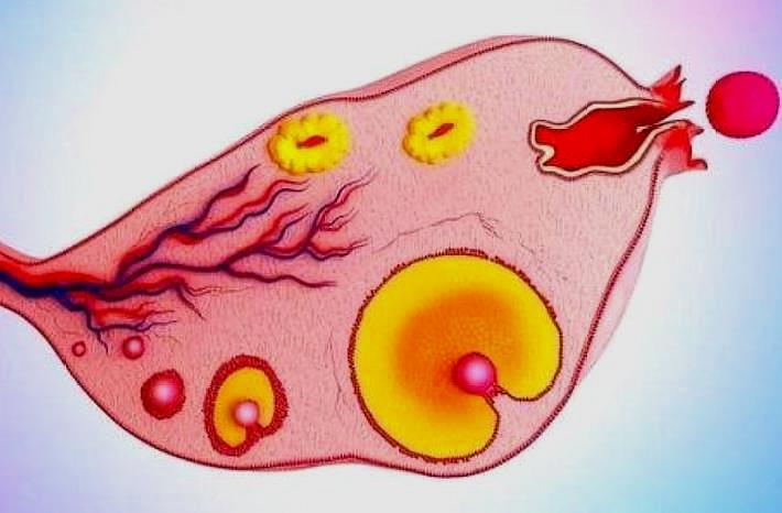 排卵日后还容易受孕吗,排卵后受孕一周乳房会胀痛吗