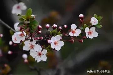 醉美沙堤,3月漯河美景