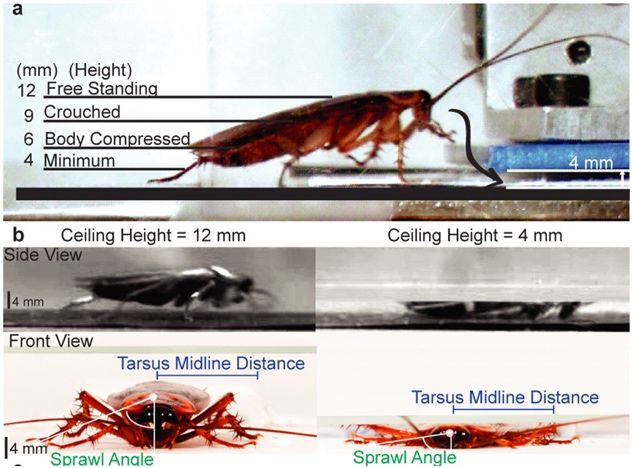 你家的蟑螂多吗,你家的蟑螂再嚣张也躲不过这一招