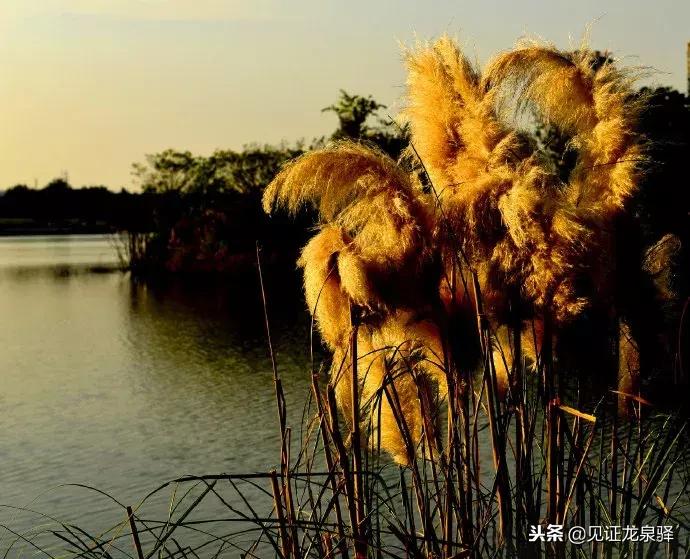 打卡青龙湖湿地公园,青龙湖湿地公园拍照技巧