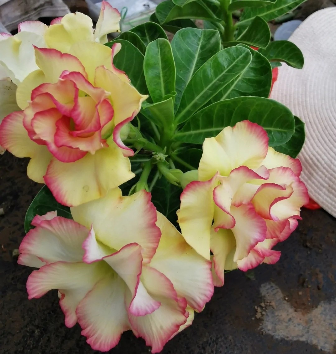 84个沙漠玫瑰品种，收起来慢慢看，待到来年春天选几种喜欢的养