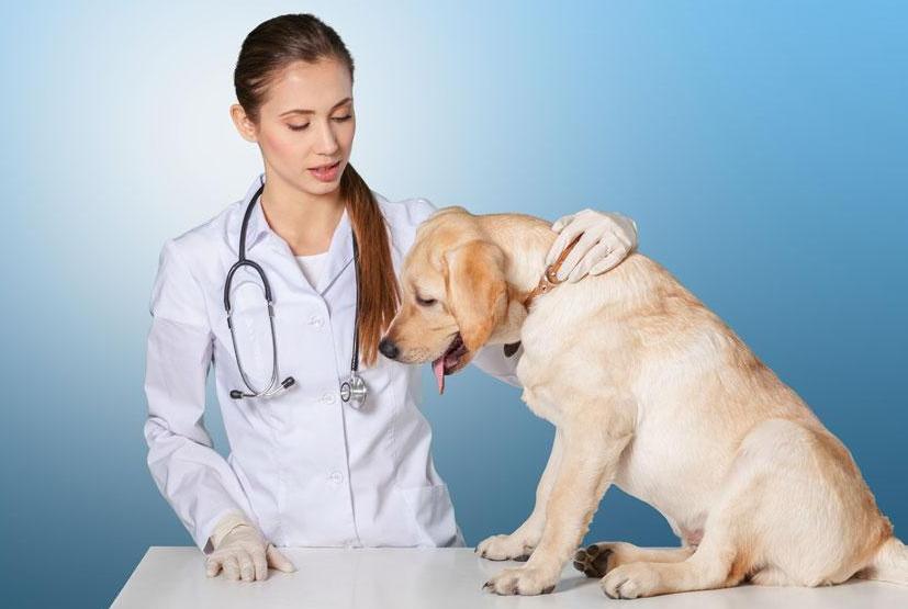 狗狗不吃消瘦怎么治疗,狗狗不吃不喝无精打采还喘着粗气