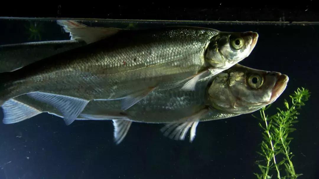 归毛头搞养殖不龟毛