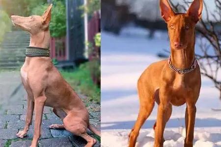 各国猛犬品种排名,各国品种猛犬