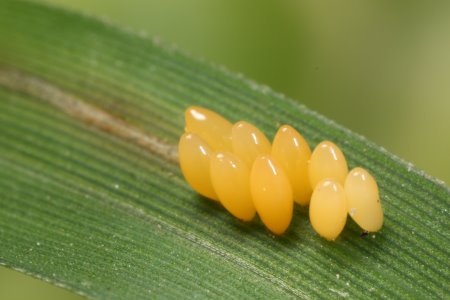 中国稀有动植物名称及分布,中国植物动物介绍