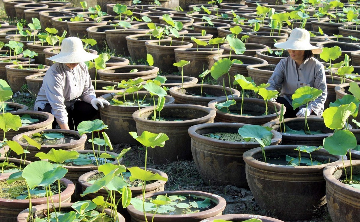 菜藕要种几年才开花,盆栽菜藕的从种植到收获时间
