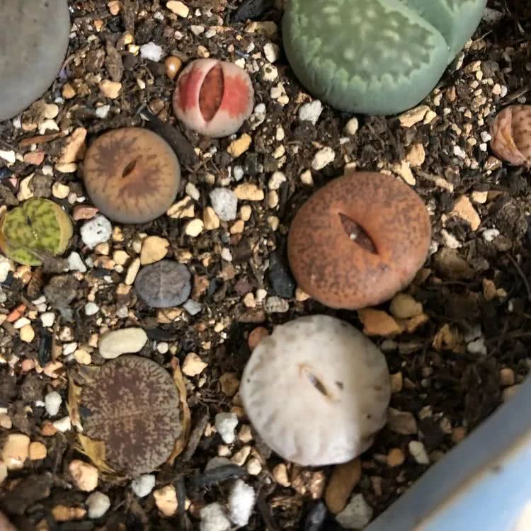 新手小白入坑多肉必看攻略,多肉新手入坑必备指南