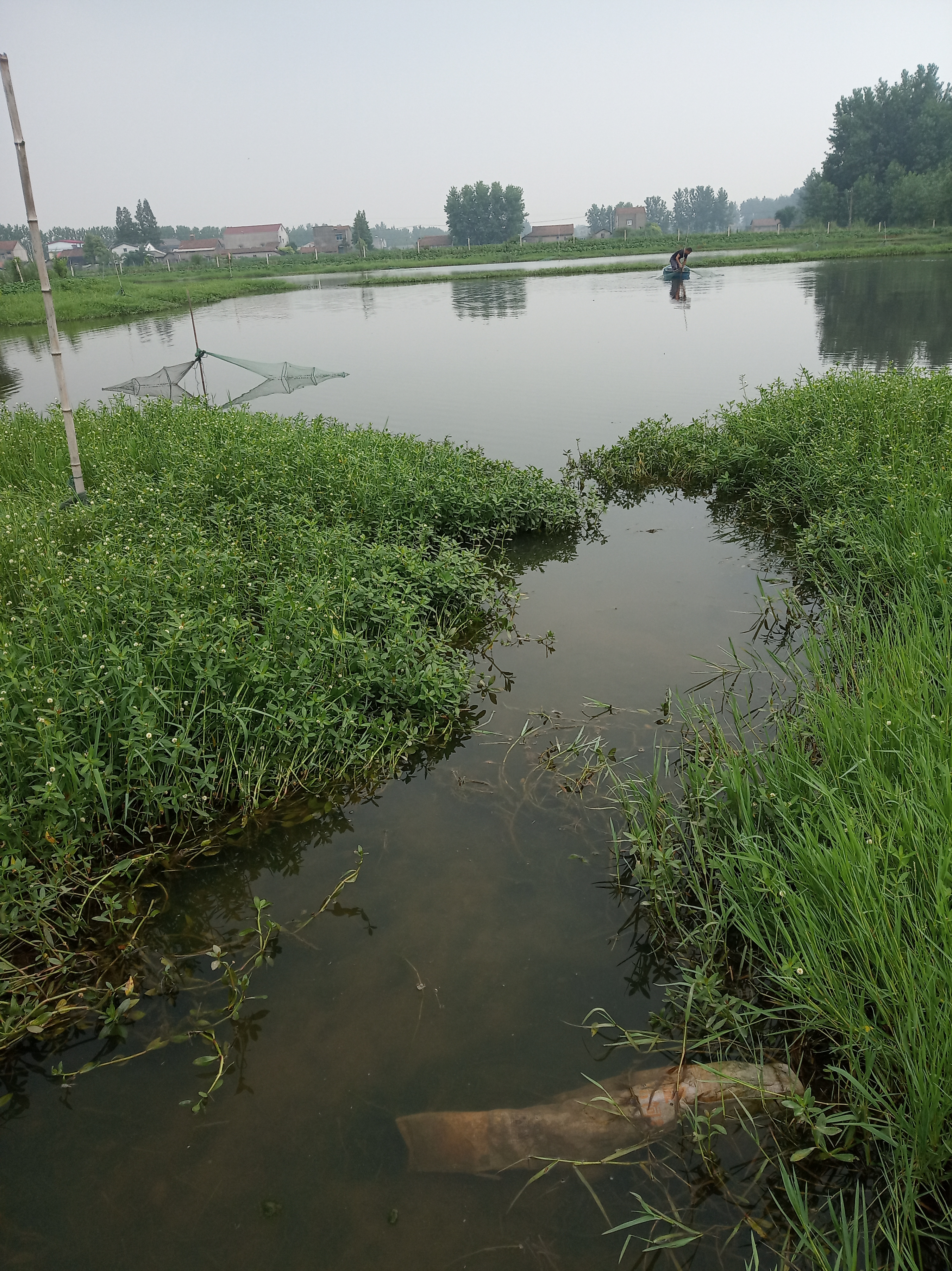 小龙虾养殖辟谣,小龙虾养殖如何用em菌