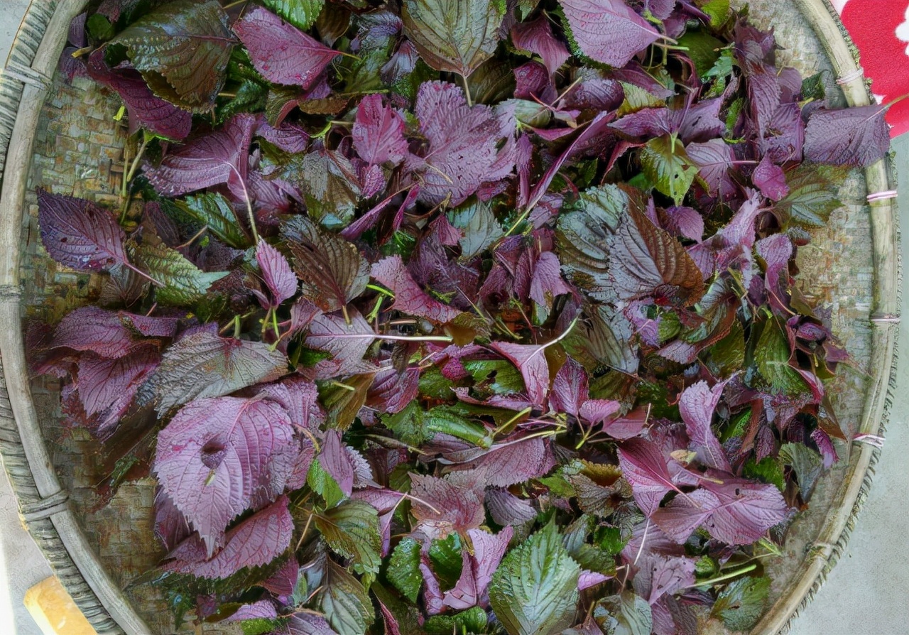 农村1种“香草”，以往牛都不愿吃，如今出口卖到日韩，价格极高