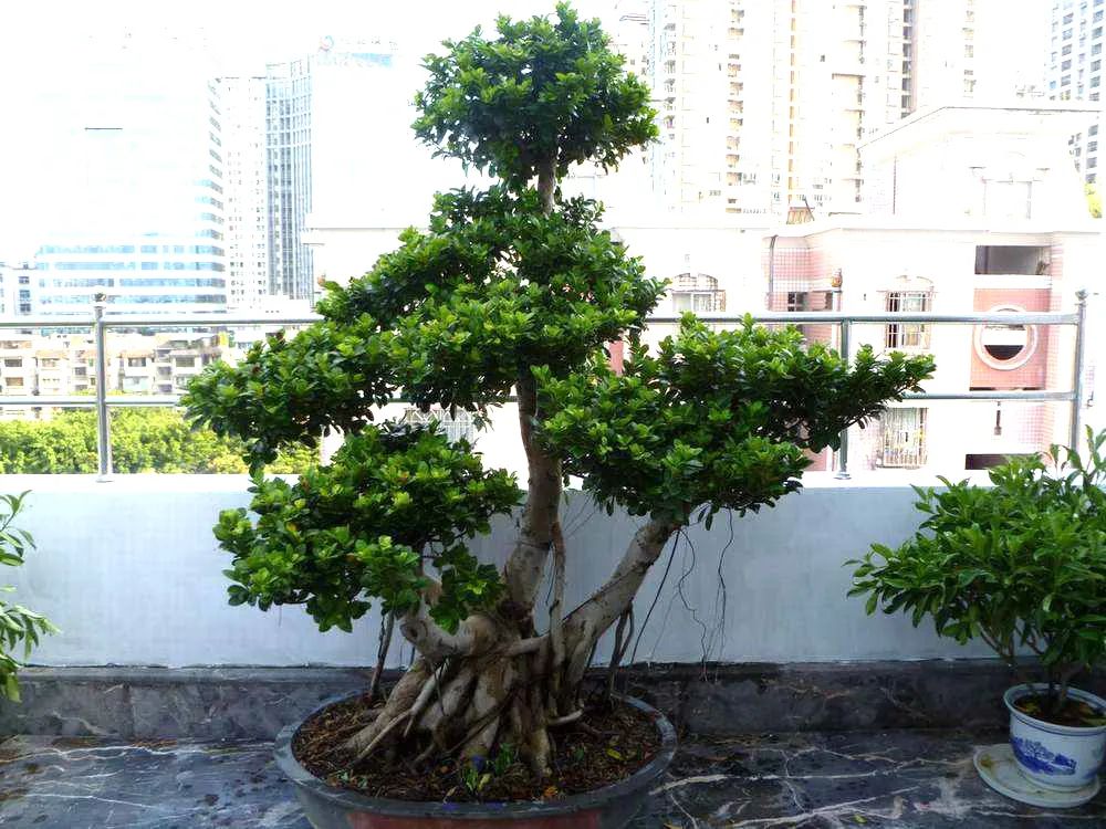 想要盆景长得爆土壤有技巧,怎样自己培养一棵价值高的盆景