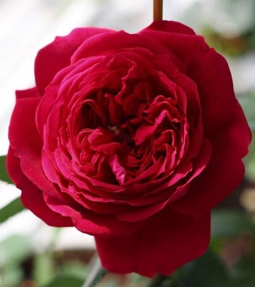 北方院子里种什么藤本月季,藤本月季院子