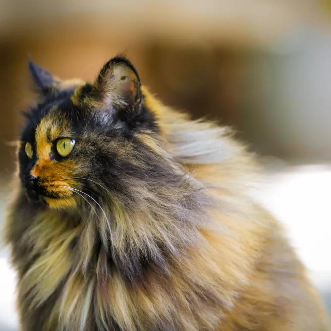 拼头条吗？好姐妹就要一起上啊