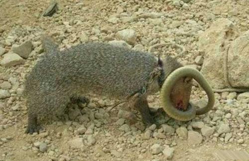 “沙漠死神”黑曼巴蛇横行非洲，也逃不过平头哥带队的捕蛇小队