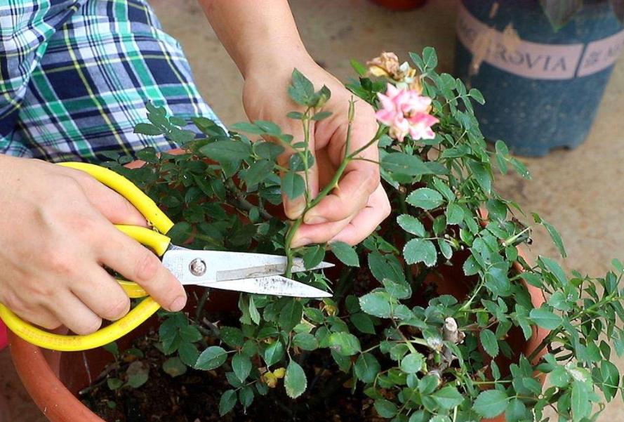 月季霜霉病和灰霉病的区别,月季灰霉病的最佳防治方法