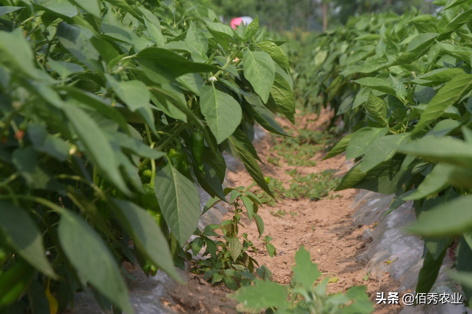 影响辣椒高产的3种因素，施肥用药有窍门，农民朋友易掌握