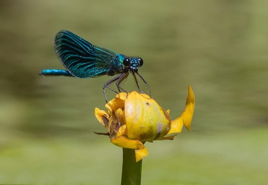 什么叫做微距相机拍摄技巧,微距摄影手机拍摄技巧