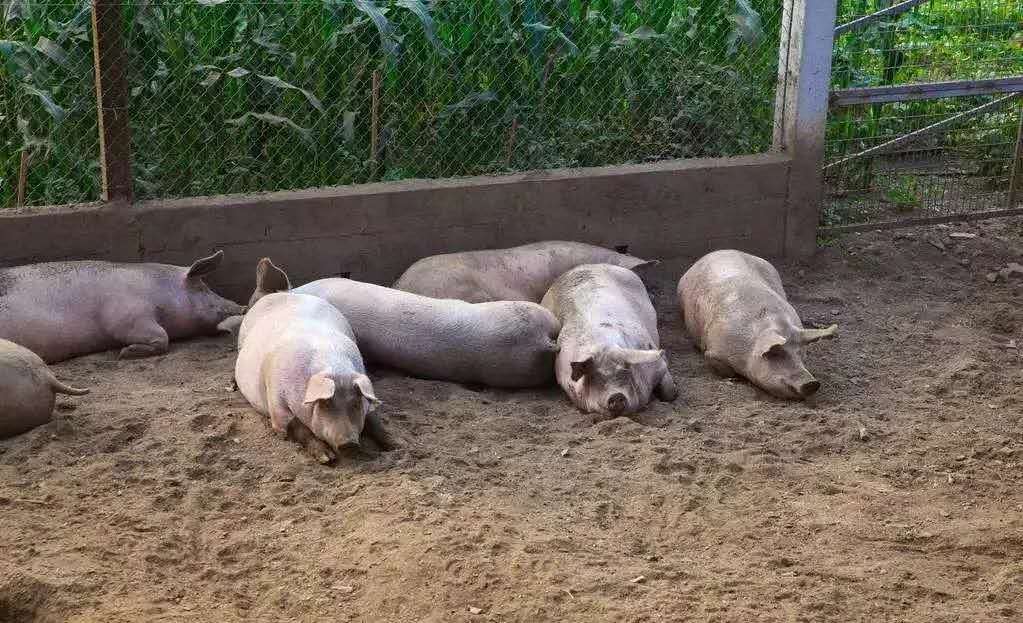 猪蓝耳圆环什么症状,猪场圆环蓝耳预防方案