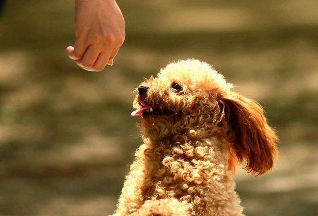 泰迪犬为何总爱舔人？它只是想告诉你这5件事，希望每个主人都懂