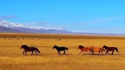 重走茶马古道感受马帮岁月,茶马古道之马帮篇