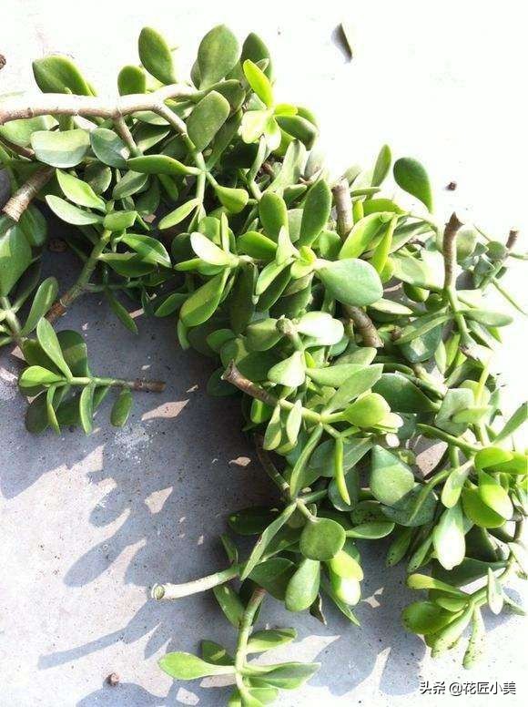 玉树剪完怎么护理,玉树修剪之后怎么养护