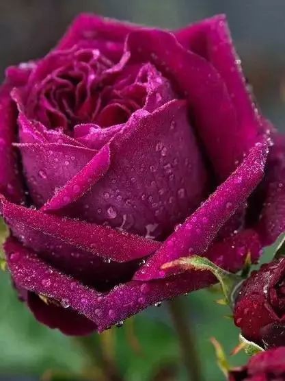 美学之旅，诗歌的标准是什么？如何评价一首诗的好坏？